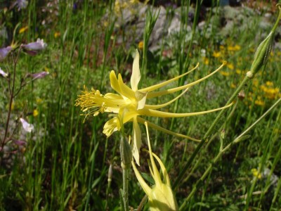 Aquilegia longissima.JPG