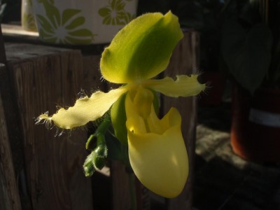 Paphiopedilum.JPG
