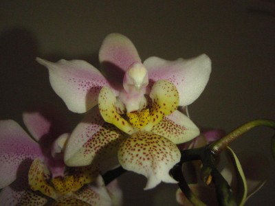 Miniphalaenopsis.JPG