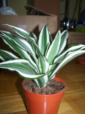 100_1028-1.jpg