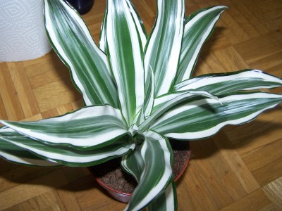 100_1027-1.jpg