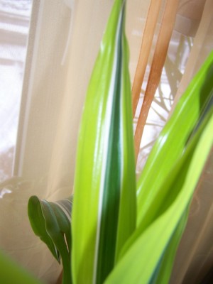 100_1050.JPG