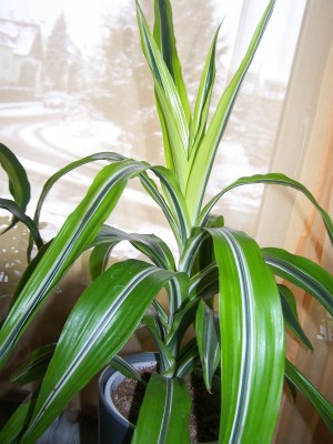 100_1049.JPG
