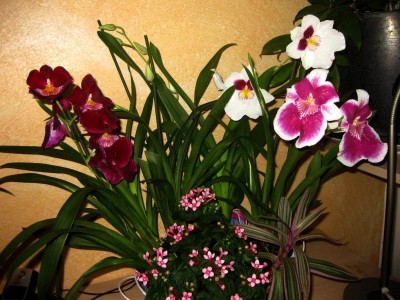 Wiederbelichtung von Größenänderung IMG_1453.JPG