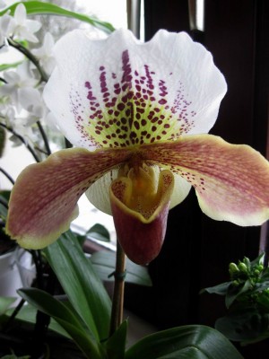 Größenänderung Wiederbelichtung von IMG_1458.JPG