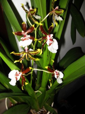 Größenänderung Wiederbelichtung von IMG_1455.JPG