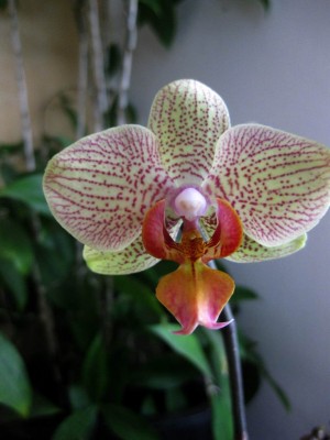 Größenänderung Wiederbelichtung von IMG_1457.JPG