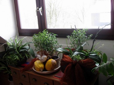 Größenänderung Wiederbelichtung von IMG_1469.JPG