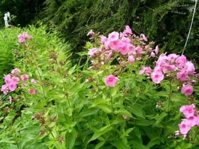 Phlox1.jpg