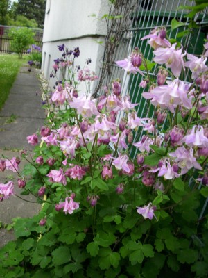 DSCI0463.JPG