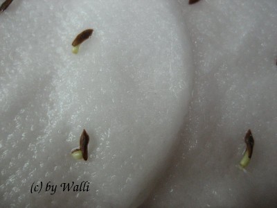 Hoya Gracilis sämlinge spag.11.1.10.JPG