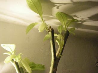 Kamera  Garten 672ps.JPG