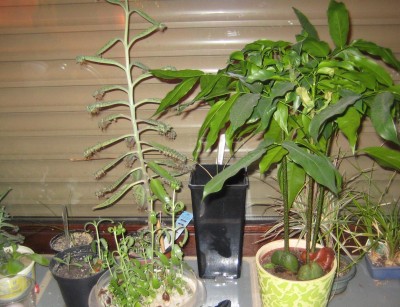 20100111_0001.JPG