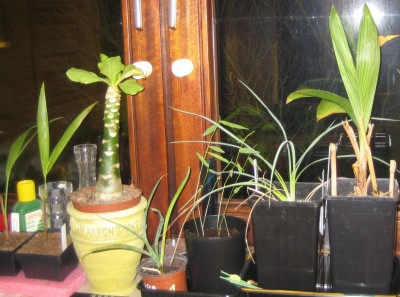 20100111_0001_3.JPG