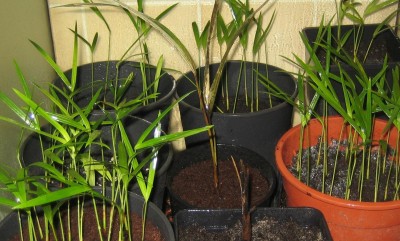 20100111_0001_5.JPG
