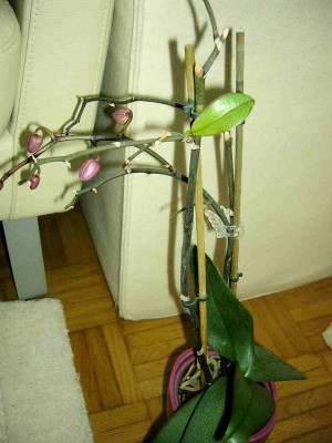 Orchidee.jpg