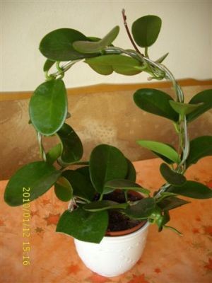 Seidenblumengewächs.JPG