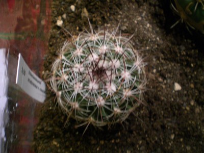 Echinofossulocactus ochotereneaus v. rosasianus MG309.5.JPG