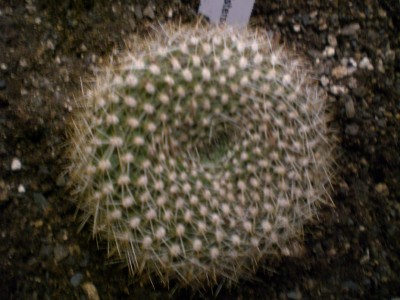 Rebutia cv. `Stirnadels Meisterstück`.JPG