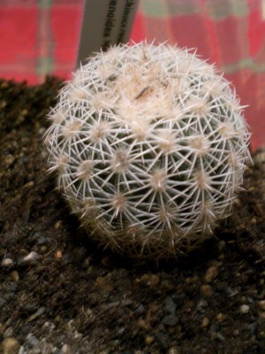 Echinocereus ctenoides Mel. Muzquiz W..JPG
