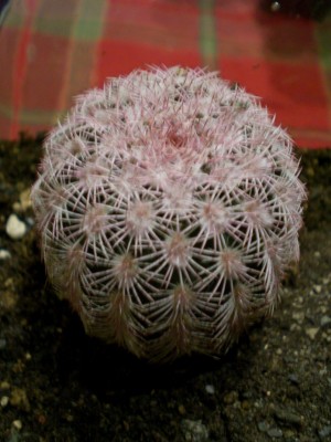 Echinocereus ctenoides SB1094 W..JPG