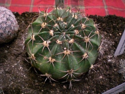 Echinopsis calorubra.JPG