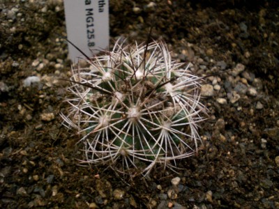 Coryphantha ramillosa MG125.8.JPG