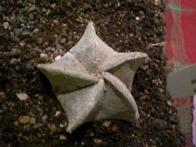 Astrophytum coahuilense.JPG