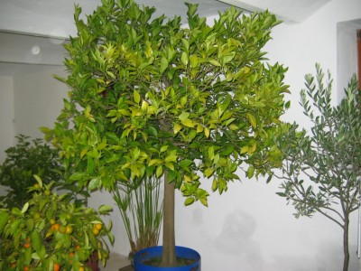 citrus 015.jpg