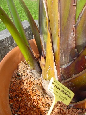 weißer Knubbel 0906.jpg