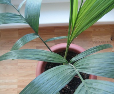 20100114_0001.JPG