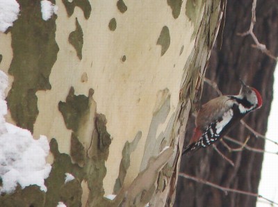 DSC08420-1.jpg