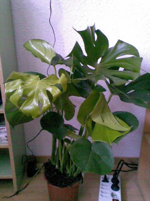 Monstera.jpg