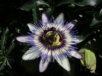 caerulea artige Passi.JPG