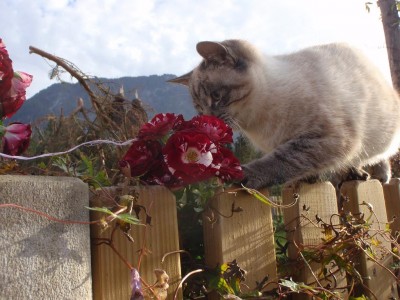 Silvio Jungkater smells.JPG