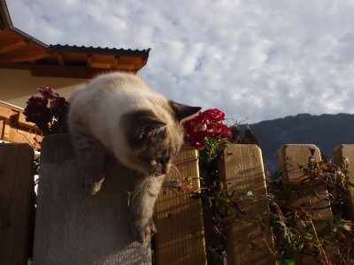 Silvio jungkater.JPG