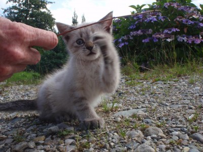 Silvio kleinkind.JPG