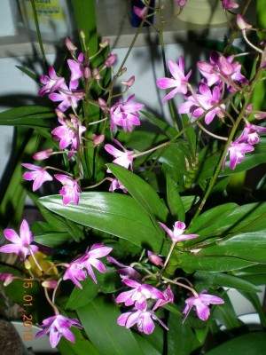 DSCN62460001.JPG