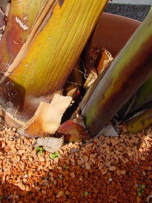 roter Knubbel 0906.jpg