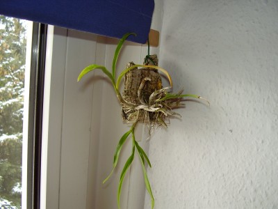 Dendrobium ´´scabrilingue´´.JPG