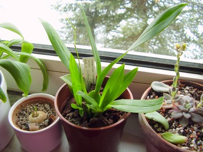 Oncidium Kathrin Zoch.JPG