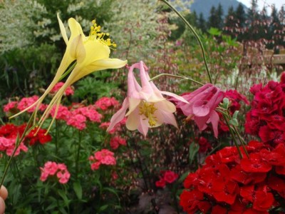l. A. chrysantha, m. A. chrysantha x vulgaris, r. A. vulgaris rotviolett 1.jpg