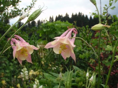 Aquilegia chrysantha x vulgaris1.jpg