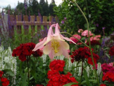 Aquilegia chrysantha x vulgaris zwei1.jpg