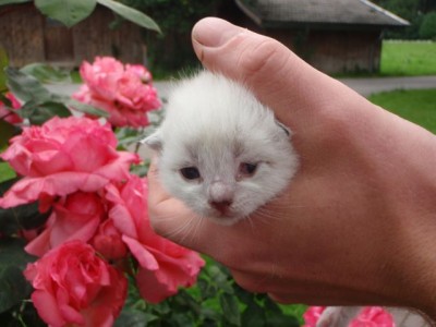 Silvio verklebt1.jpg