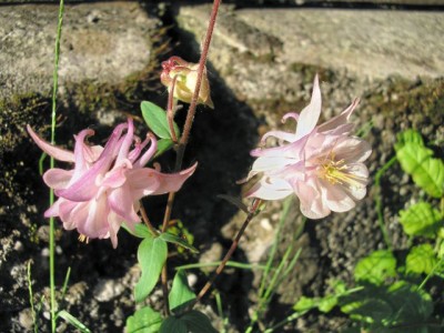Aquilegia vulgaris verwildert 2 1.jpg