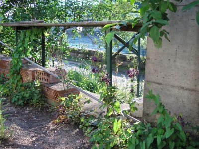 Aquilegia vulgaris verwildert 1.jpg
