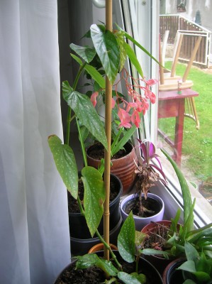 DSCN0869.JPG