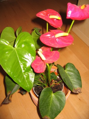 IMG_3670.jpg