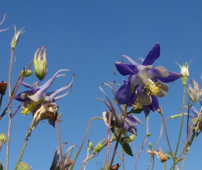 nochmal Aquilegia vulgaris x chrysantha1.jpg